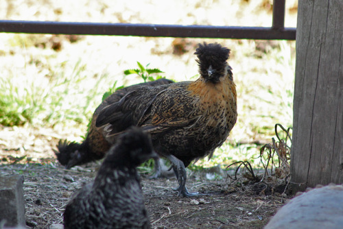 t-vr2:I forgot about all of these chicken photos. We bought “purebred silkie” eggs, and half of them