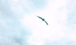 cantinaband:I had wings once, and they were strong. But they were stolen from me.