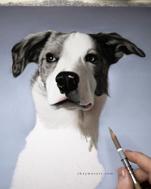 My dog portrait drawing work in progress. YouTube tutorial HERE, Patreon real-time video HEREMore of