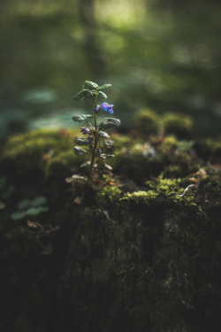 intimesbeforethelight:  To grow again. Auenwald