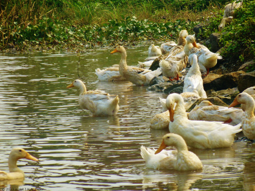White ducks on Flickr.