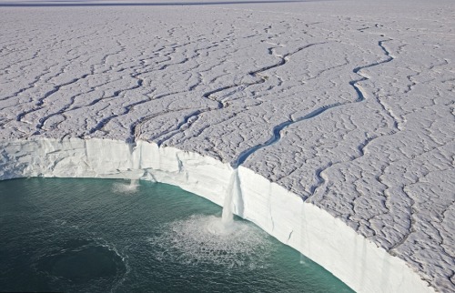 wolverxne:  Frozen Planet It has already captivated millions, taking viewers on a spectacular polar expedition to the frozen wildernesses of the Arctic and the Antarctic. And now the makers of the landmark BBC series Frozen Planet, bringing the natural