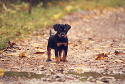 fyeahcanines:  (by erikandersson)