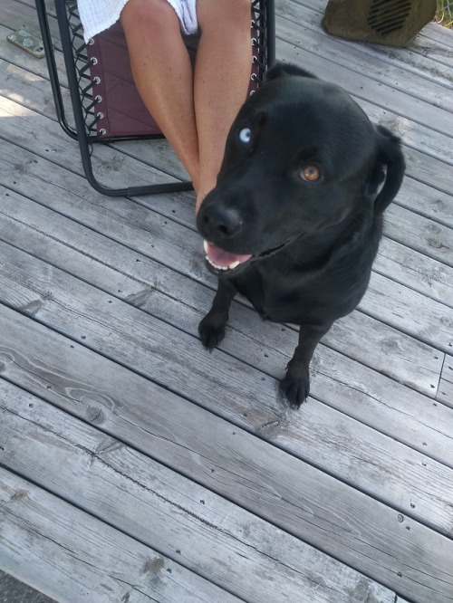His name is remmey and the one on the bottom right is classic (lab pit huskey mix) and heeler