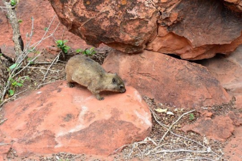 The Rock Hyrax, Also Called Dassie, Cape Hyrax, Rock Rabbit, And (in The King James Bible) Coney, Is