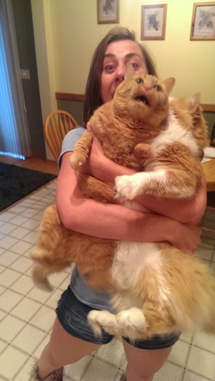 latestfunnystuff:   My girlfriend attempted to hold both of her cats at once, it...     