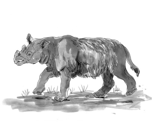 #4 Sumatran rhino The Sumatran rhino is the most prehistoric of all rhino species. Poaching and habi