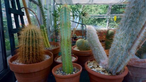 Through the Greenhouse window.