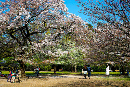 Sakura in Bloom on Flickr.