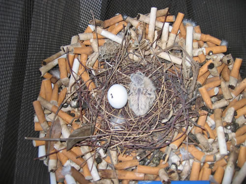 Porn photo ultrafacts:  Stuffing cigarette butts into