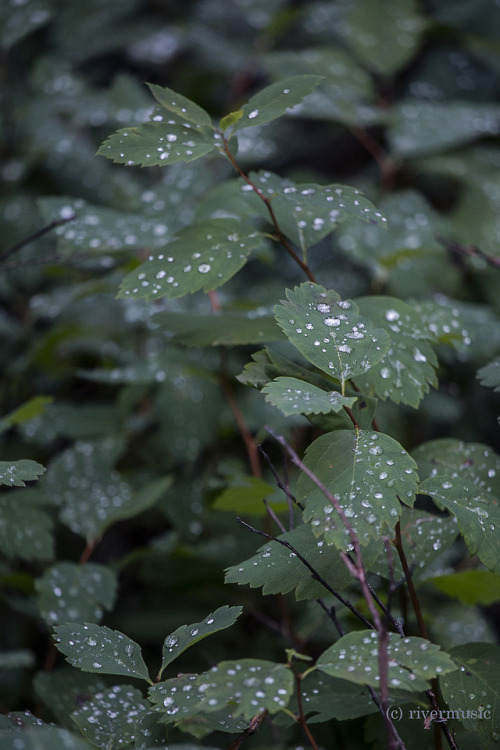 Little Secrets in the Leavesriverwindphotography, July 2018