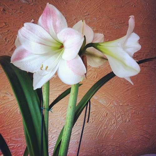 rafagushi:  #AmaryllisBelladonna #amaryllis #amarilis #bloom #flower #plant #lily