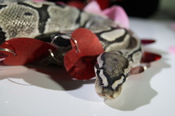 daedricsnakes: happy valentine’s day <3