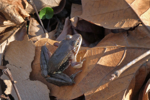 celestialmacros:Early songs of SpringWood Frogs (Lithobates sylvaticus)February 23 and March 3, 2022