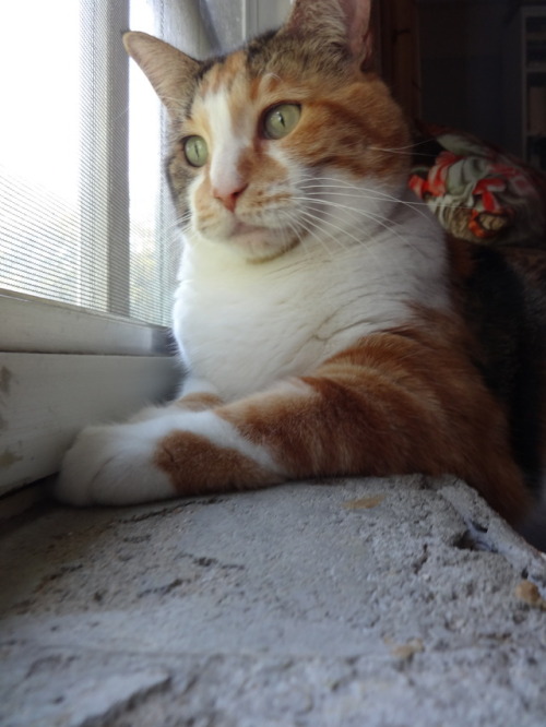 dixieandherbabies: Dixie and her babies. I’m doing a little bird watching on this beautiful Mo