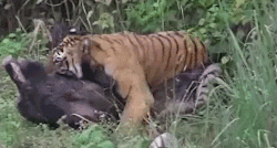 howtoskinatiger:  What happens when a tiger encounters a pig in a natural setting I wonder? Oh… (Video source) 