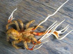 marassagirl:  Tarantula infected with cordyceps