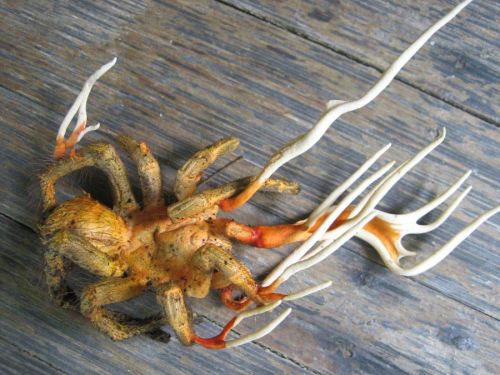 Porn photo marassagirl:  Tarantula infected with cordyceps