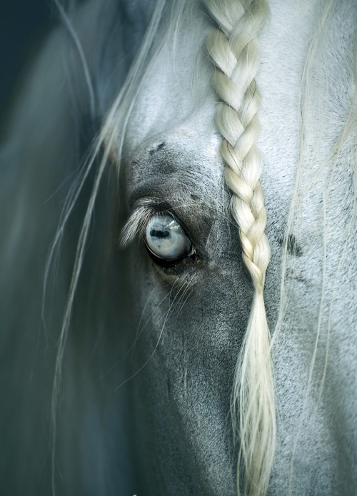 pearl-nautilus:From the Equus Eyes Collectionsource: