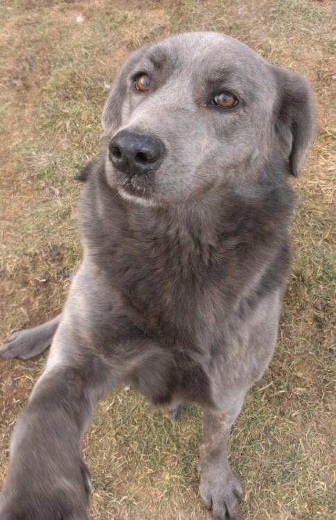 freespiritw0lf:petfinds:Coco is a Labrador Retriever mix up for adoption in Caledon, Ontario.This do