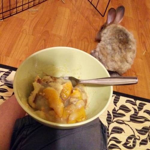 Apricot Jam and peach pie (and apple sauce). #apricotjambun #rabbitsofinstagram #rabbit #angorarabbi