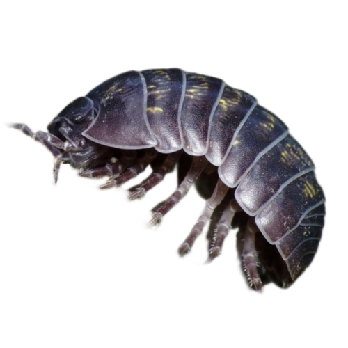 Roly Poly, Pill Bug, Isopod Collection For My Boyfriend Since They Are His Fav Kind Of Tiny Creatures
