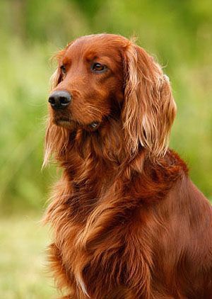 Irish Setter stimboard for anon x x x - x x - x x x