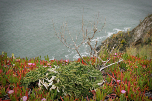 expressions-of-nature:Point Reyes, California by Orin Zebest