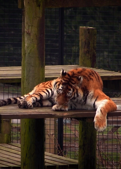 headlikeanorange:  Amur tiger at Whipsnade Zoo. (The Zoo - ITV) 