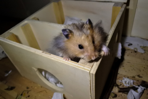 syrian hamster