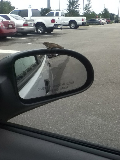 fuzzylobsterface:  durbikins:  For the past two days, this little dinosaur has been