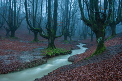 vurtual:  Rain and fog (by ssabin) 