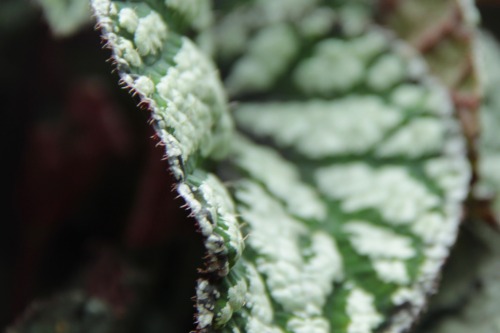 9.8.16 - Was really diggin these begonia colors/patterns/textures. Just look at those flowers!!