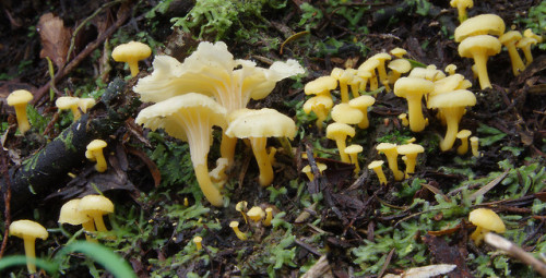 New Zealand’s native chanterelle - Cantharellus wellingtoniensis - is smaller and paler, but s