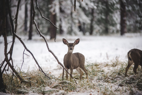 rhiannahoward:mule deer