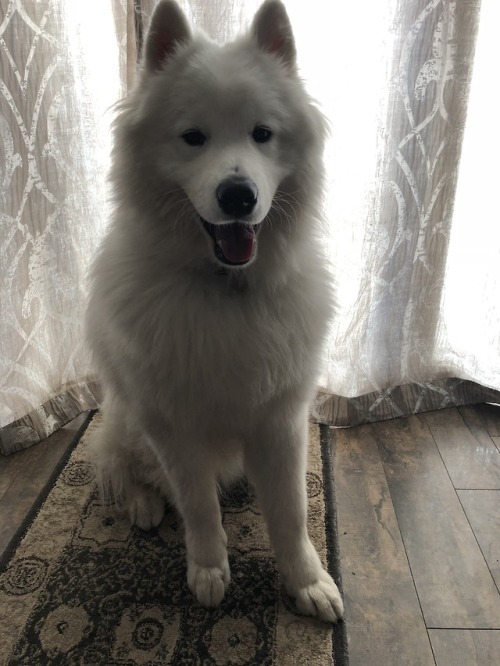 neothesamoyed: Happy birthday Neo!