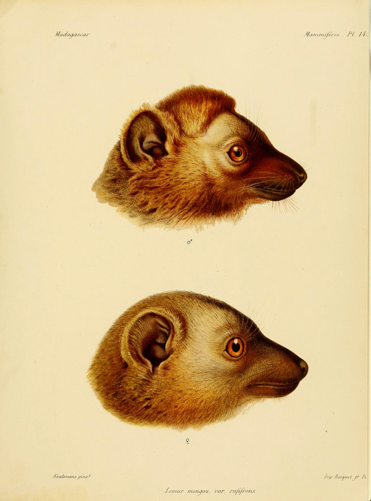 wapiti3:    Natural history, natural, and political Madagascar; LEMURS  By Grandidier,