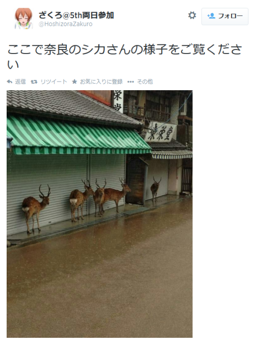 highlandvalley:  Twitter / HoshizoraZakuro: ここで奈良のシカさんの様子をご覧ください http://t. … 
