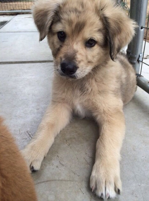 dogsandpupsdaily