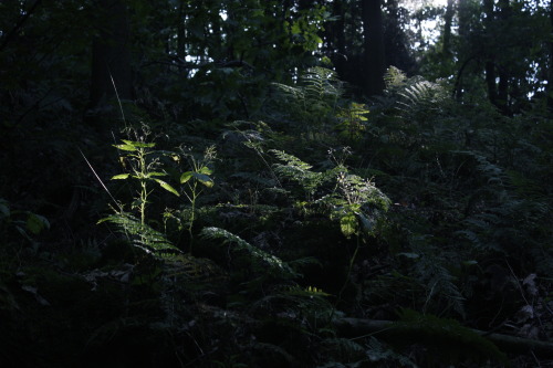 ferns in the sun