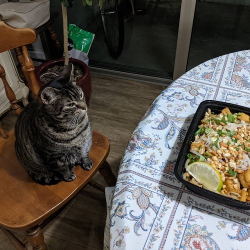 Daisy would like to know if tofu pad thai is for cat. #catsofinstagram #rescuecat #browntabby Descri