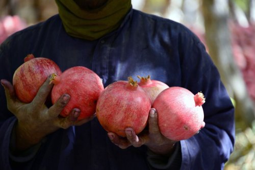 inmilkwood:Pomegranate harvest season in Afghanistan