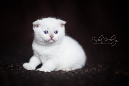 Simba Iceberg Handsome Thranduil ❤ Scottish Fold lilac point kitten is 31 days old (d.o.b. 25.03.201