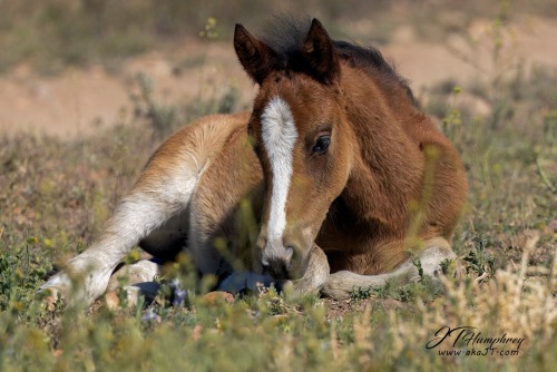 Do You Think You Can Find Photos Of Sleeping Mustangs? I Saw A Really Eepy Horse Today And My Heart Melted