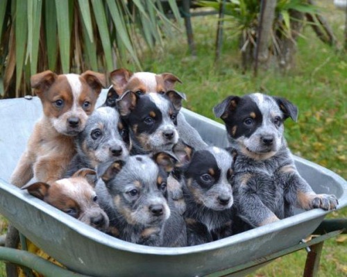 oaktreesandhuneysuckle:  conniejay:   danthemedicman:  jdg13:  Blue Heelers!!  Love my Bluey Jack!   I want 5   I love the blue dogs. I have 2 reds.     Healers are awesome 