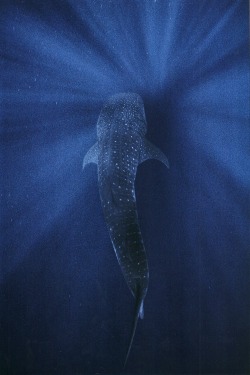 vintagenatgeographic: Whale shark descends