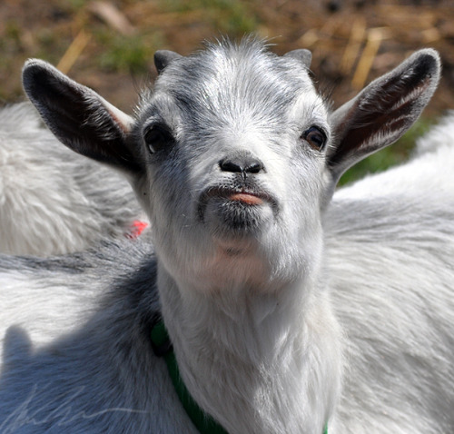 i met a baby goat today and all it did was make this dumb face at me