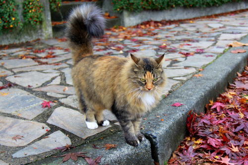 Vancouver Street Kitty(via Flore Y)