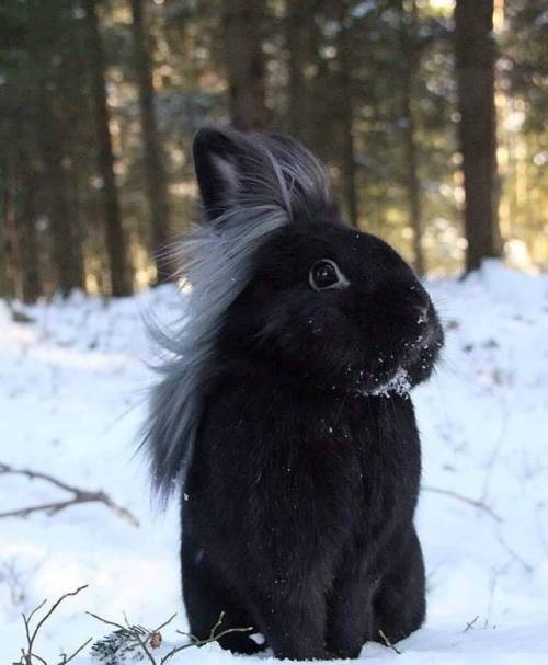 This bunny has an awesome hairdo (Source)