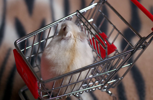 kittendrumstick:Despite all my rage, I am still just a hamster in a shopping cart.
